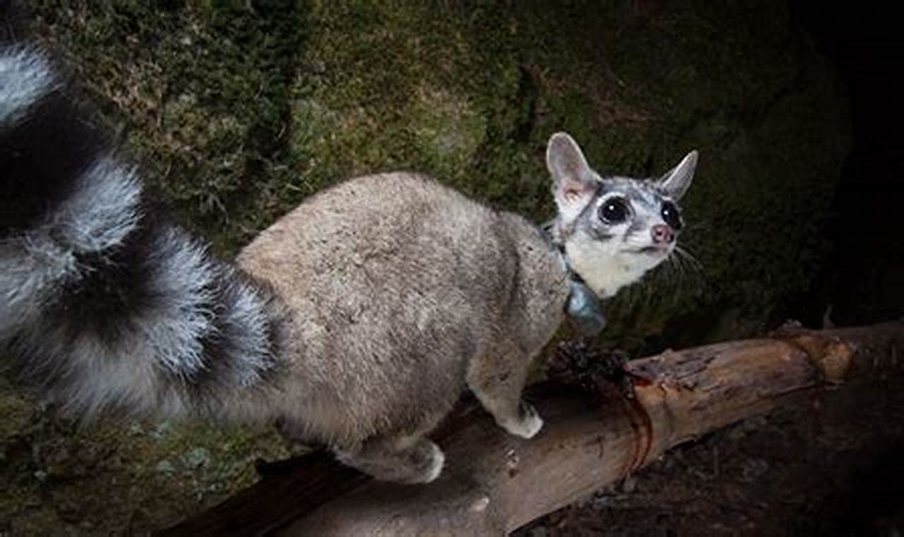 Uncover the Truth: Are Ringtail Cats a Hidden Danger?