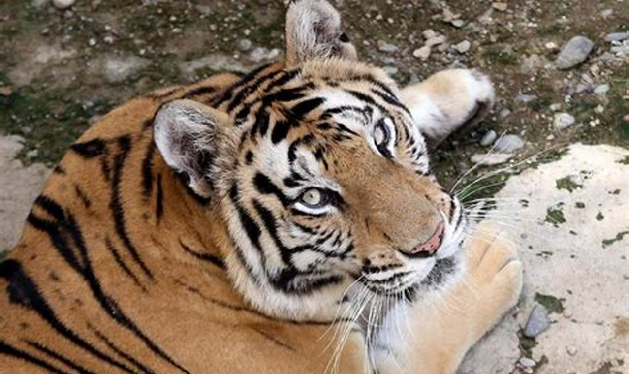 Arti Mimpi Dikejar Harimau: Temukan Arti dan Wawasan Mengejutkan