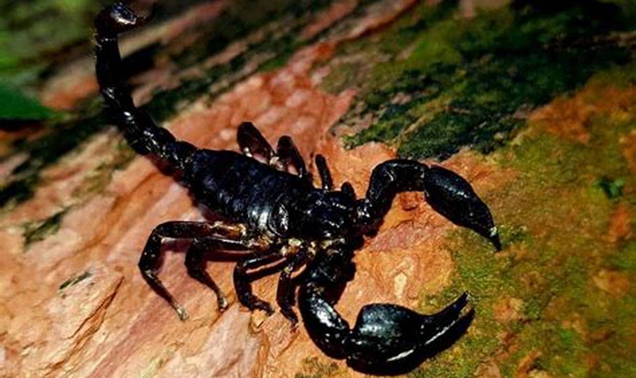 Unlock the Secrets of Asian Forest Scorpion Lifespan: Longevity Unraveled