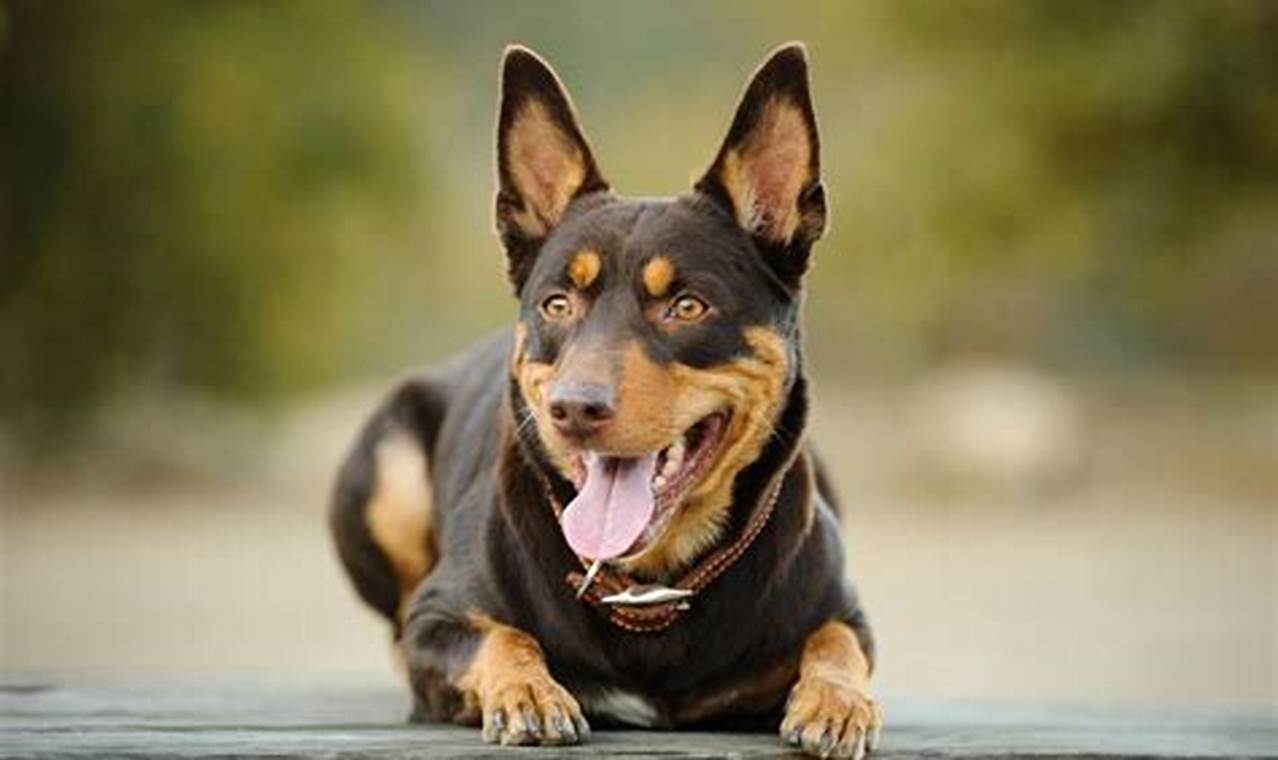 Australian Dog Breeds: A Guide to Iconic Aussie Canines