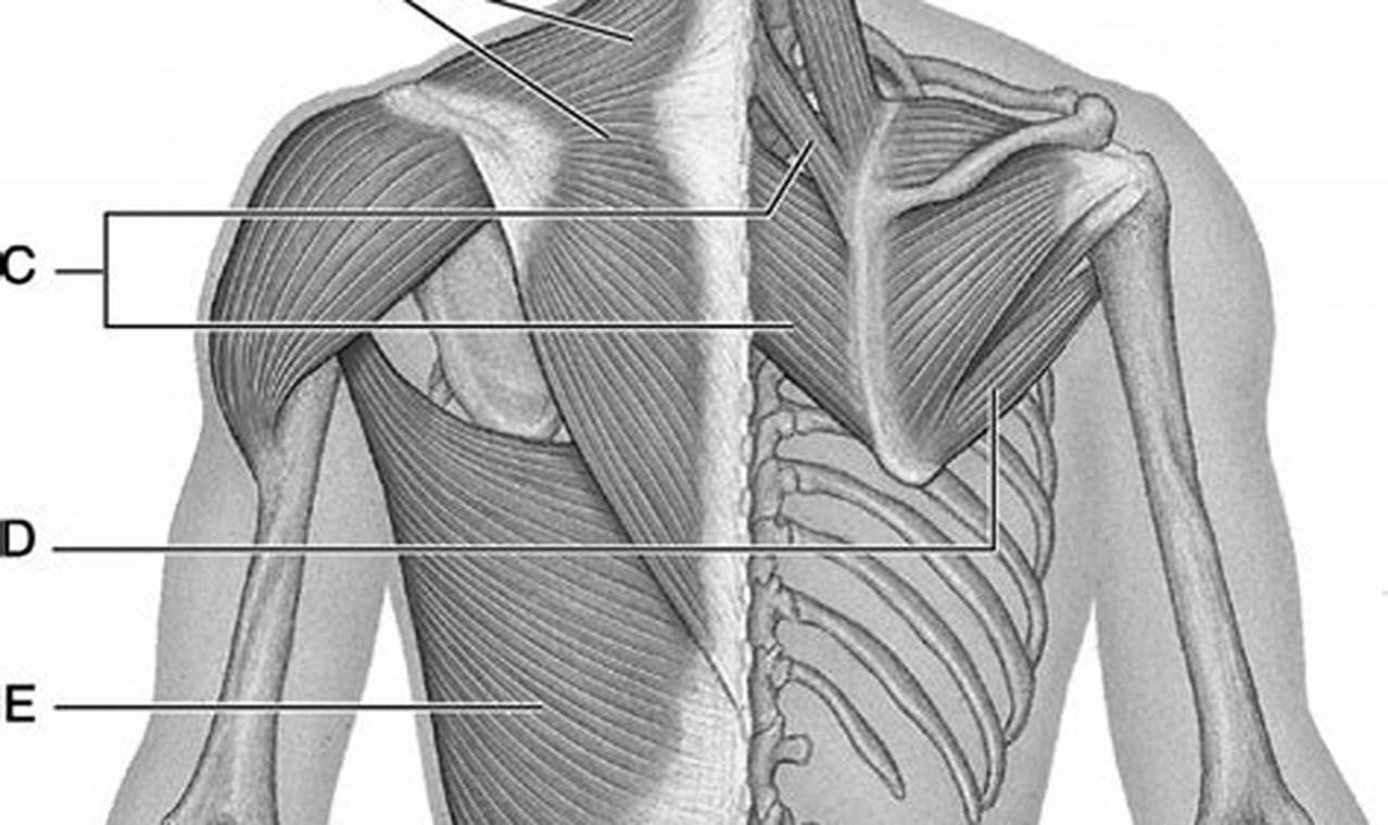 Back Muscles Quiz: Test Your Knowledge of the Muscles of the Back