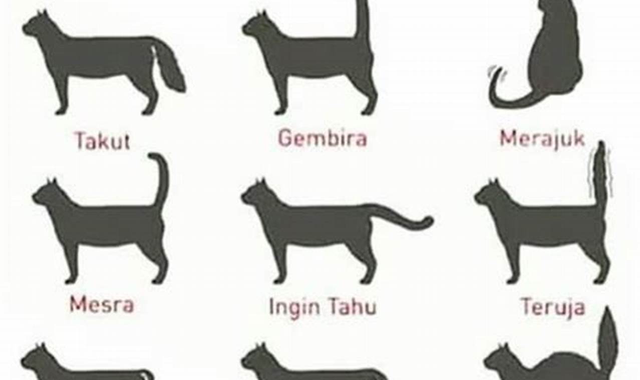 Rahasia Memahami Bahasa Kucing untuk Perawatan Kucing yang Optimal