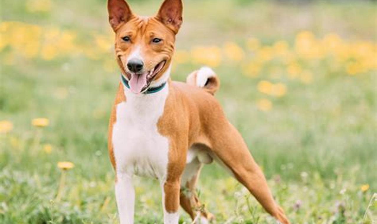 basenji for adoption