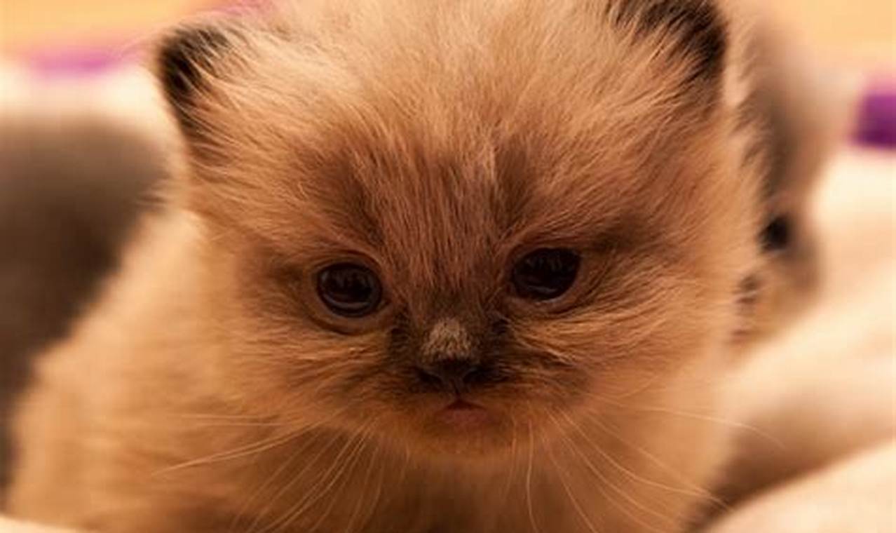 Panduan Lengkap Merawat Bayi Kucing Persia untuk Pemula