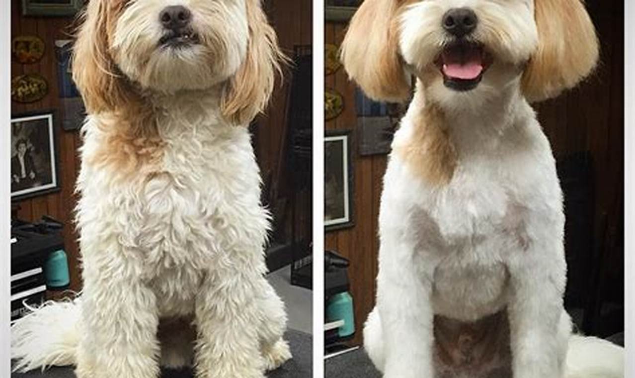 Transform Your Cavachon: Discover the Magic of Before and After Haircuts