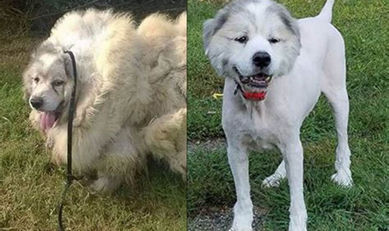 Unveil the Transformation: A Comprehensive Guide to Great Pyrenees Haircuts