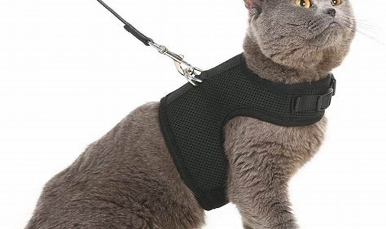 Unleash the Purrfect Adventure: Discover the Best Cat Harness Secrets on Reddit