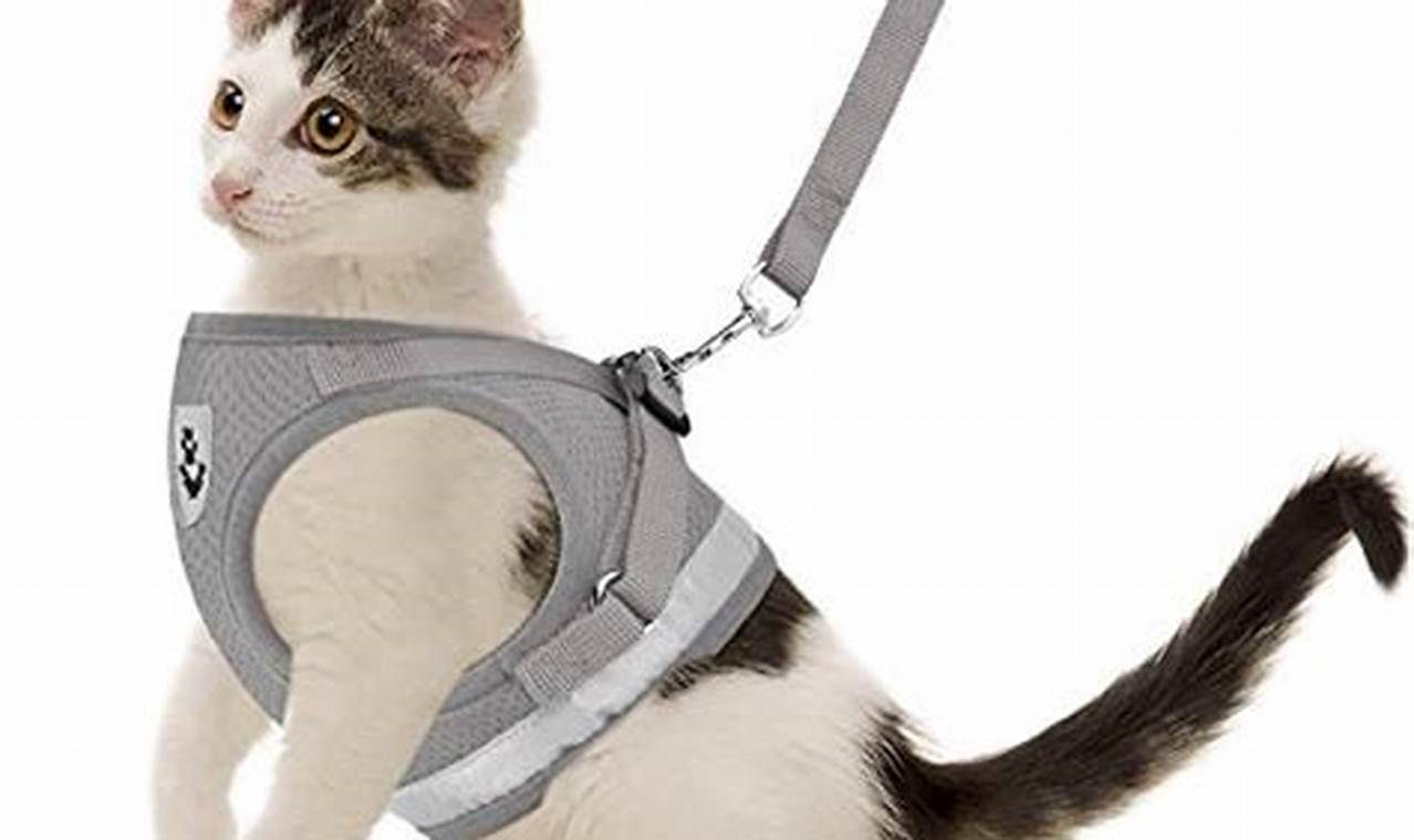 Unleash Your Cat's Wild Side with the Purrfect Harness: Discoveries for the Best Cats