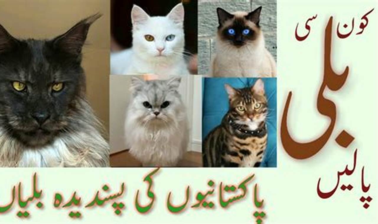 Discover the Elite Felines of Pakistan: Unveiling the "Best Cats" in the Land