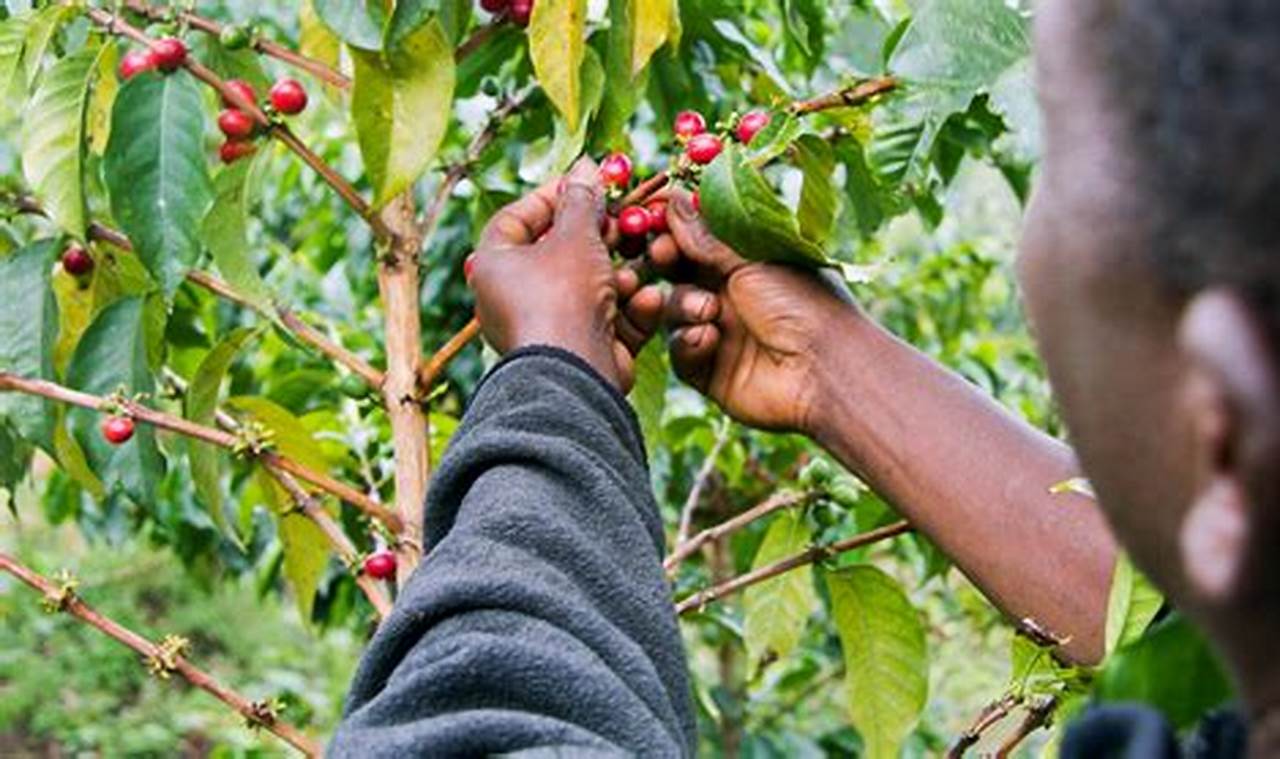 Uncover the Secrets of Kenyan Coffee Excellence: A Deep Dive into Best Farming Practices