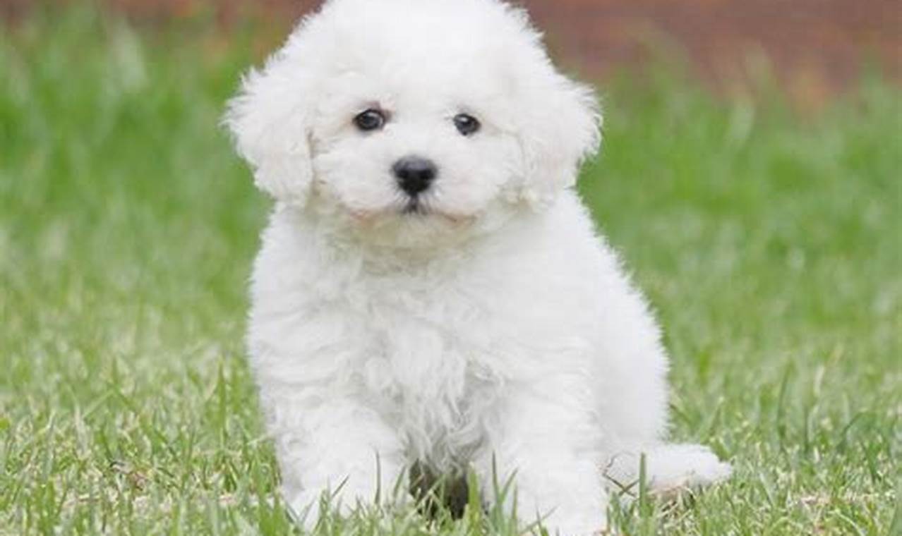 Unveiling the Enchanting World of Bichon Frises: A Comprehensive Guide to This Cherished Breed