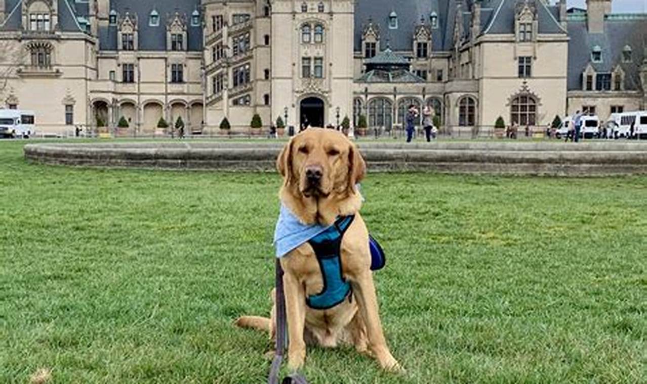Unlock the Ultimate Dog-Friendly Getaway in NYC: 10 Reasons Why the Biltmore is Unmissable