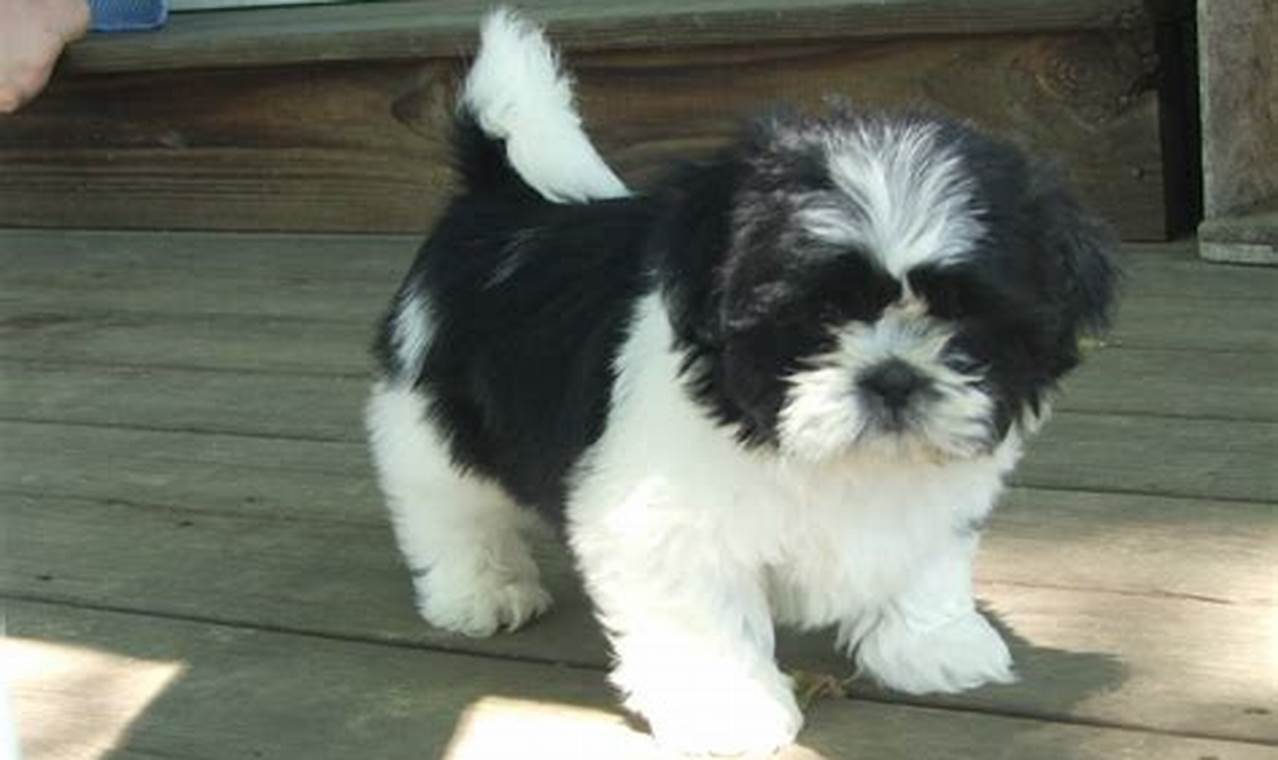 Discover the Secrets Behind the Stunning Black and White Shih Tzu Haircut