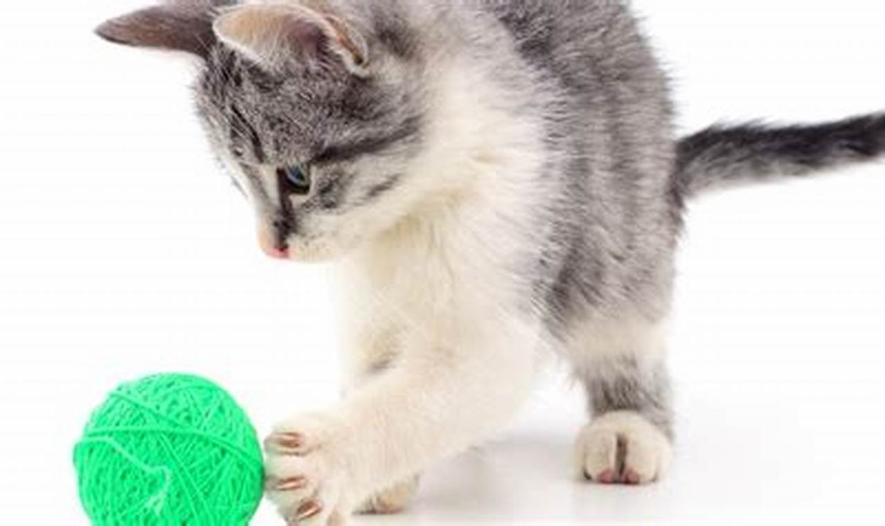Bola yang Mirip Kucing: Yuk, Kenali Kucing Anggora!