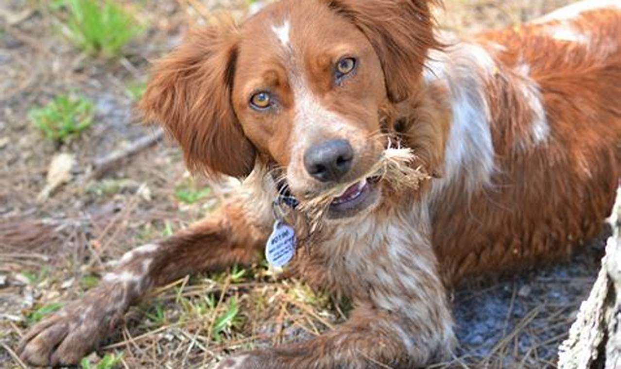 Adopt a Loving Brittany Spaniel Today: Find Your Forever Friend
