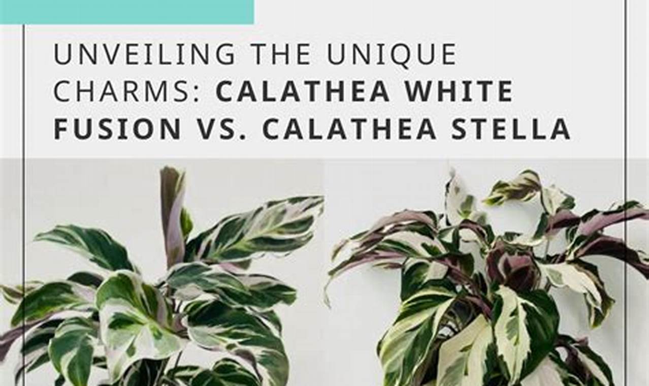 Découvrez les secrets des calatheas white fusion et stella !