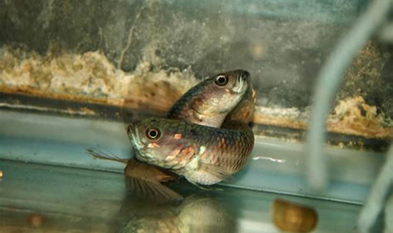Rahasia Membudidayakan Ikan Cupang: Panduan Lengkap untuk Penemuan dan Wawasan yang Menakjubkan