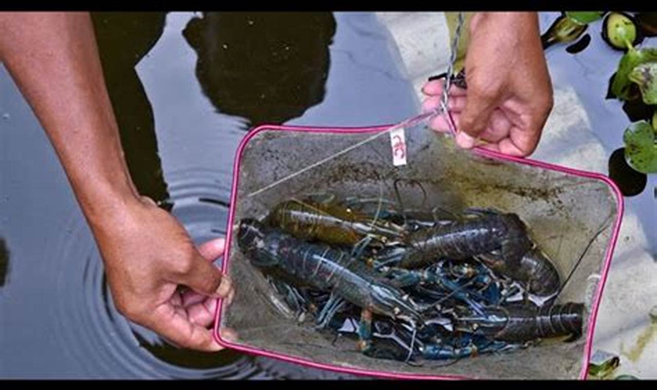 Panduan Lengkap Cara Beternak Udang Lobster Air Tawar