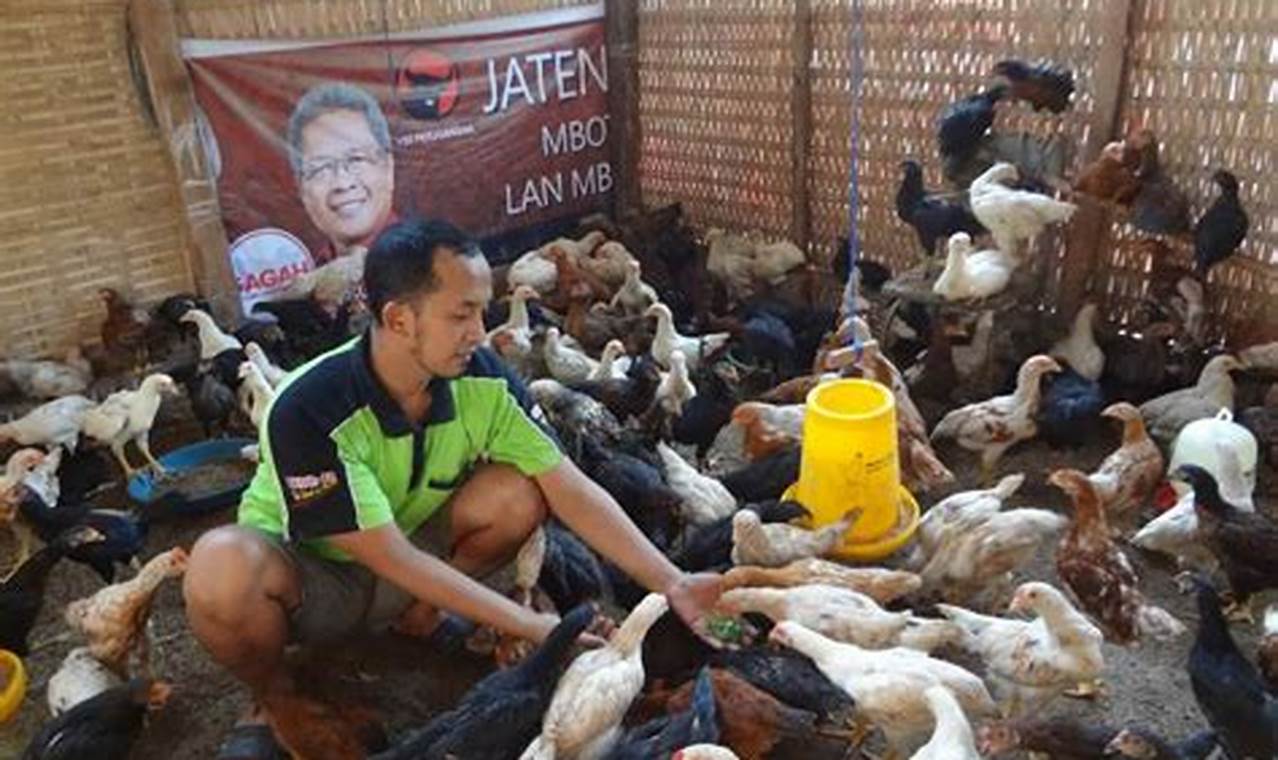 Panduan Lengkap Cara Beternak Ayam Jowo Super