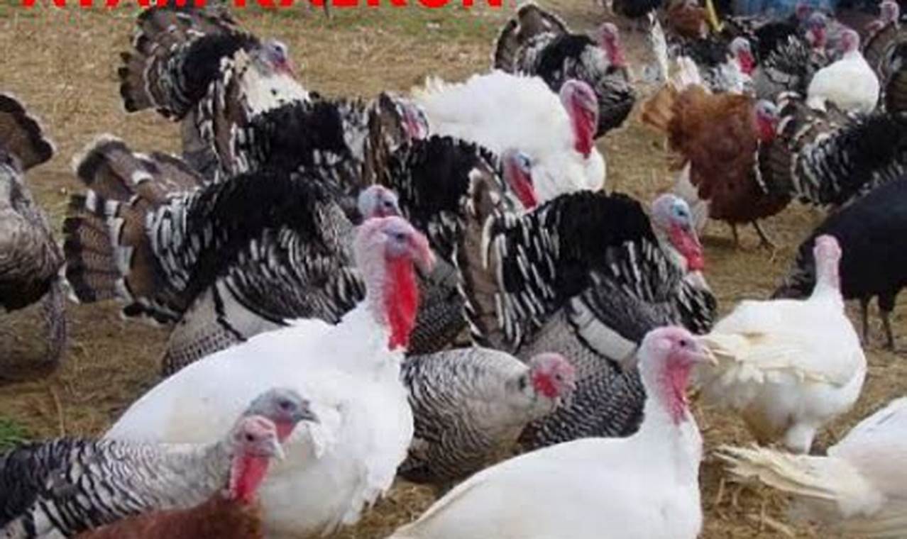 Rahasia Sukses: Panduan Lengkap Beternak Ayam Kalkun