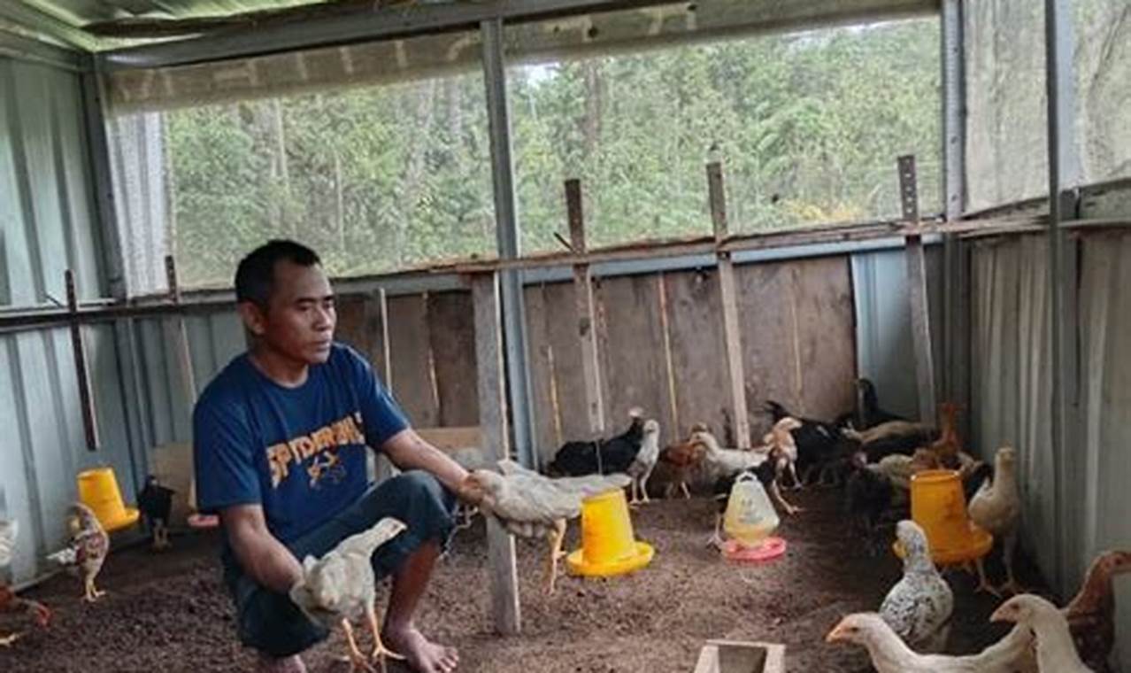 Rahasia Sukses Beternak Ayam Kampung Pedaging