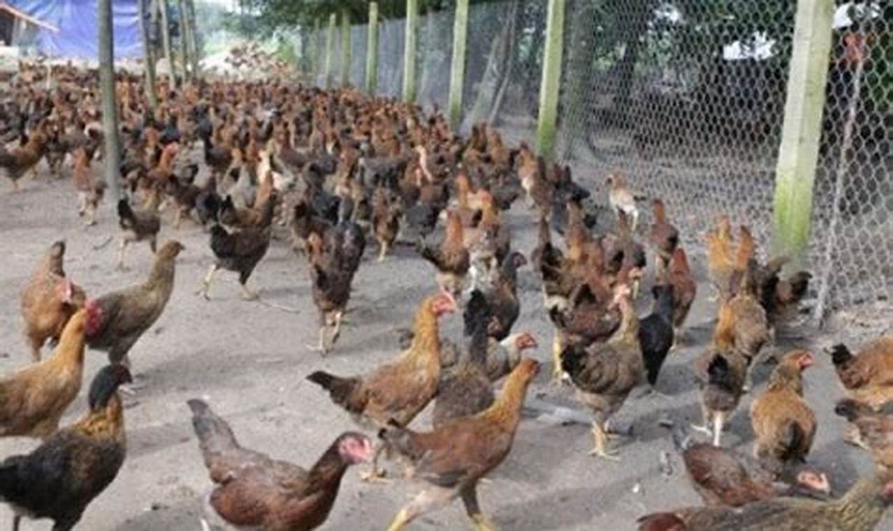 Panduan Beternak Ayam Kampung yang Tepat dan Menguntungkan