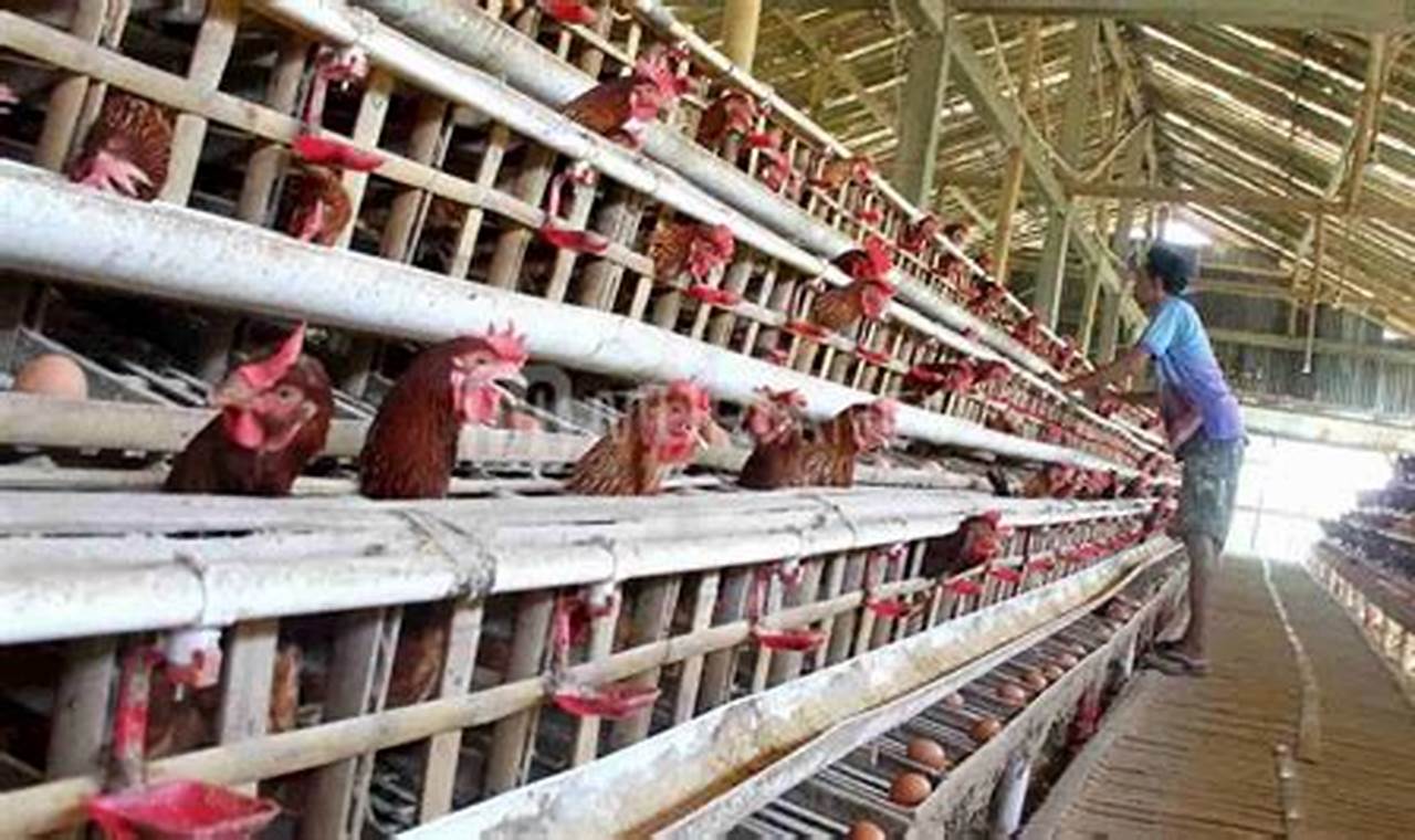 Panduan Lengkap Beternak Ayam Pedaging untuk Pemula