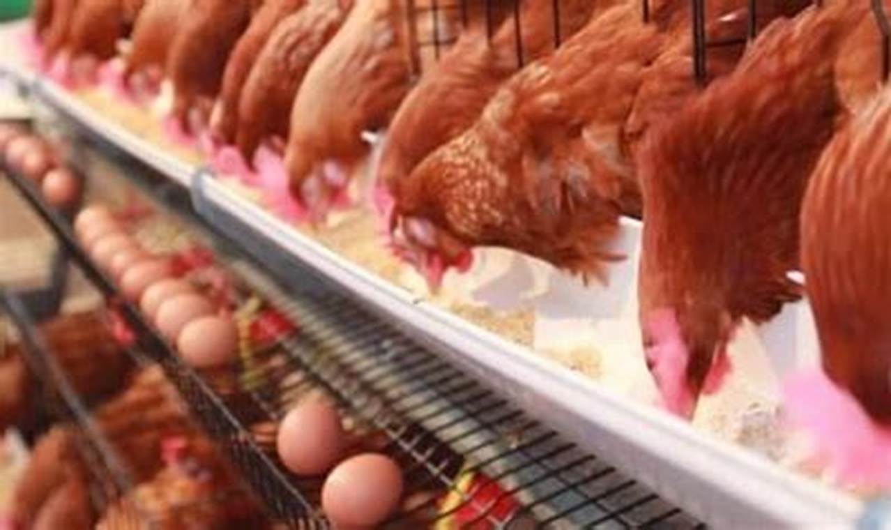 Cara Sukses Beternak Ayam Petelur Tanpa Kandang