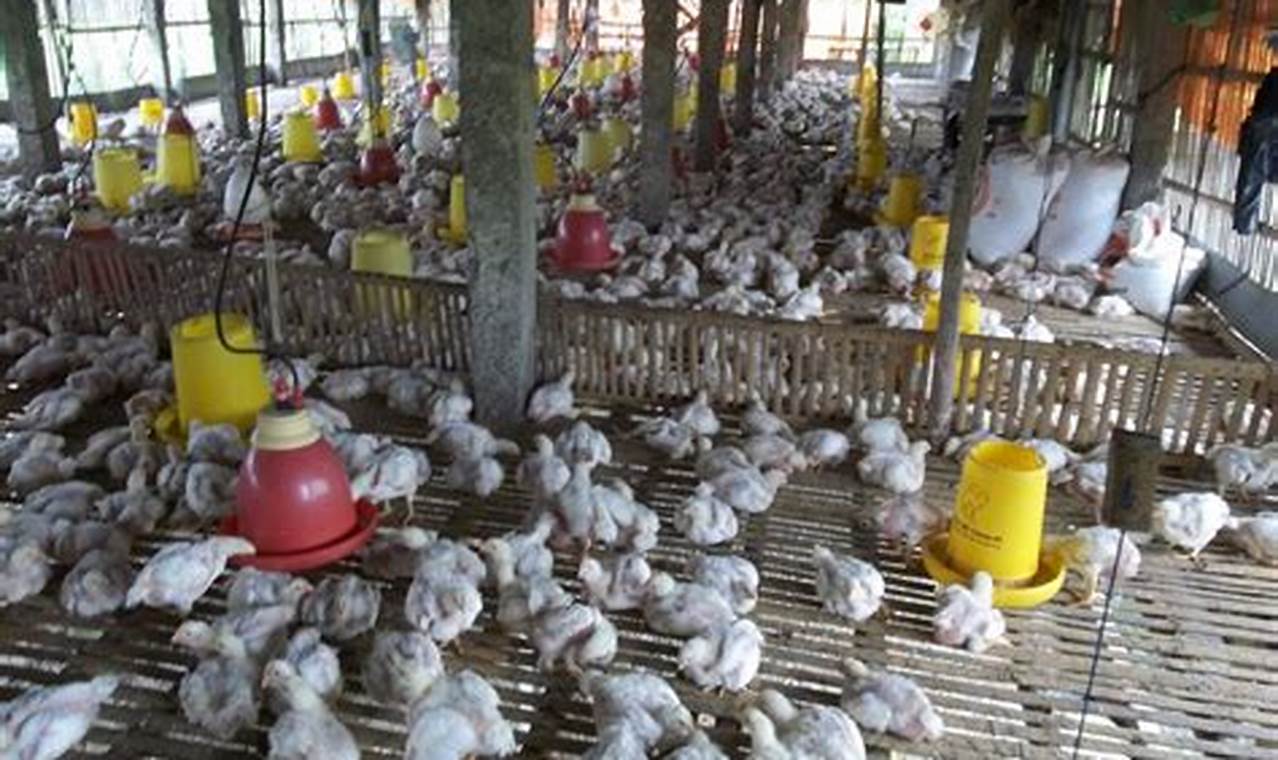 Panduan Lengkap Cara Beternak Ayam Petelur Umbaran untuk Pemula