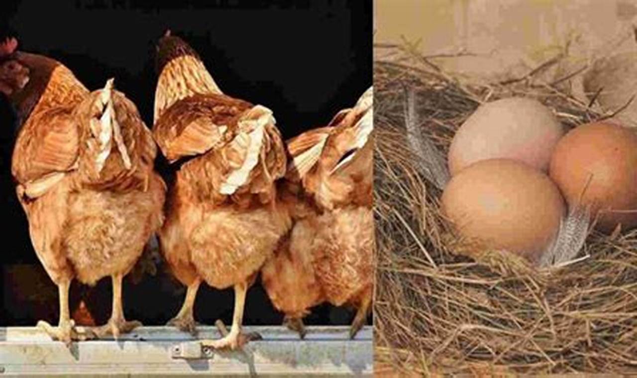 Panduan Lengkap: Cara Mudah Beternak Ayam Petelur untuk Pemula