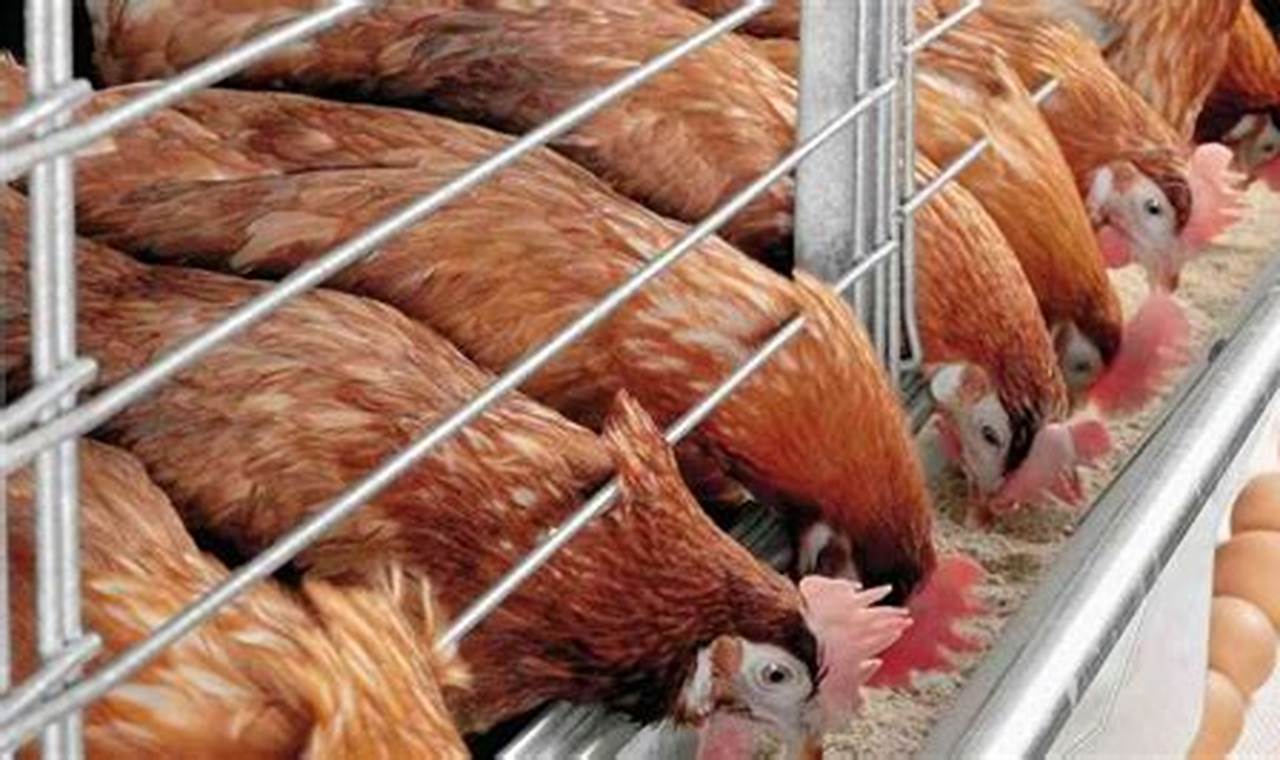Panduan Lengkap Cara Beternak Ayam Petelur Sukses dari A-Z
