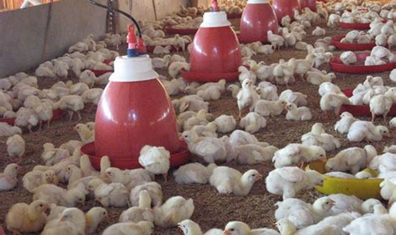 Panduan Lengkap: Cara Beternak Ayam yang Baik dan Benar
