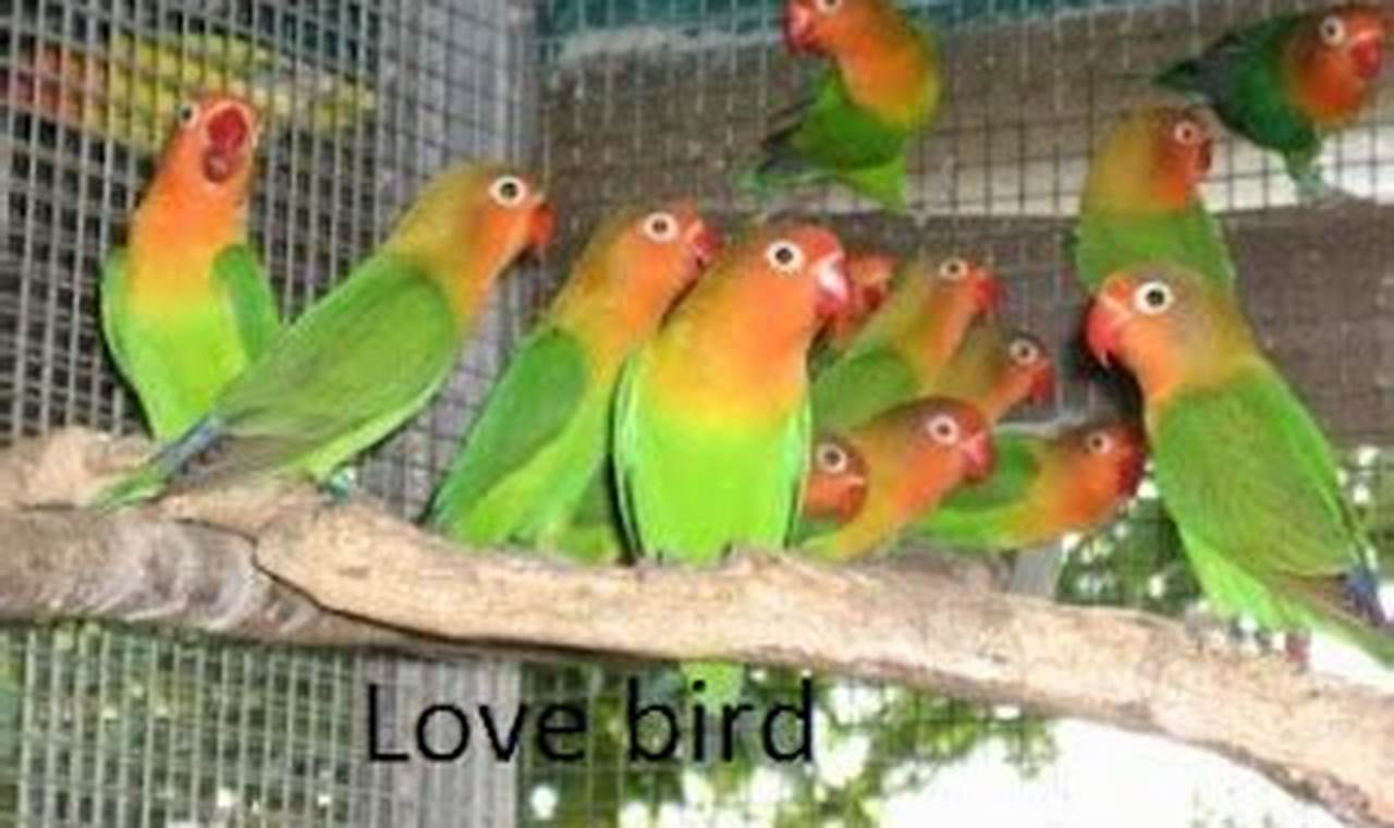 Panduan Langkah demi Langkah: Cara Memulai Beternak Burung Lovebird untuk Pemula
