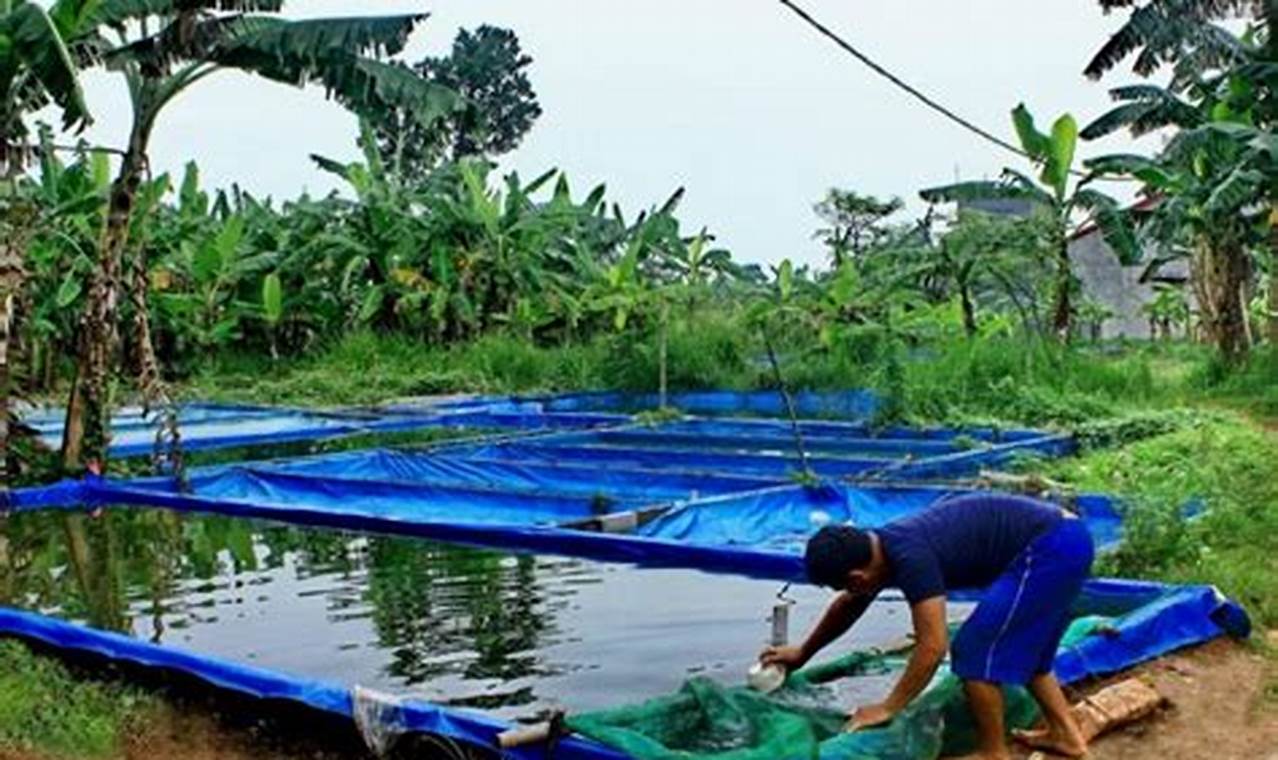 Panduan Lengkap Cara Beternak Ikan Gurame di Kolam Terpal