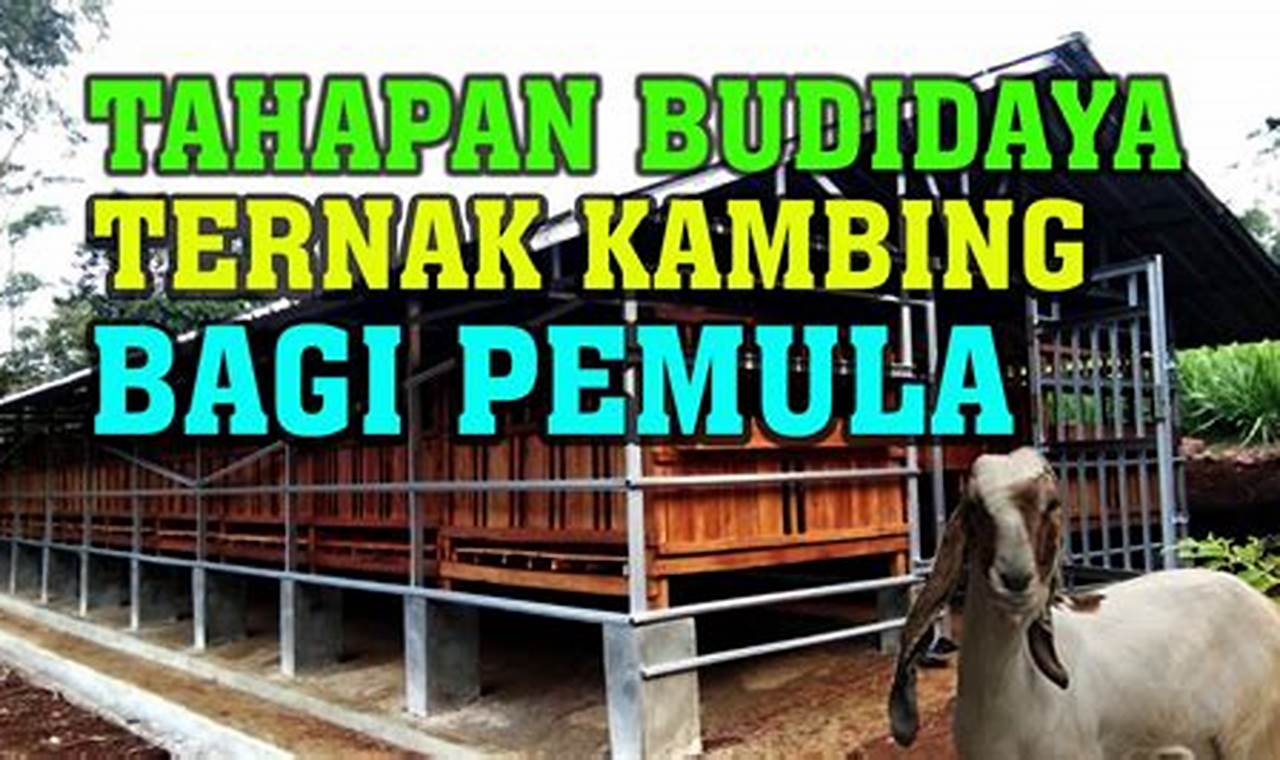 Panduan Lengkap Cara Beternak Kambing untuk Pemula