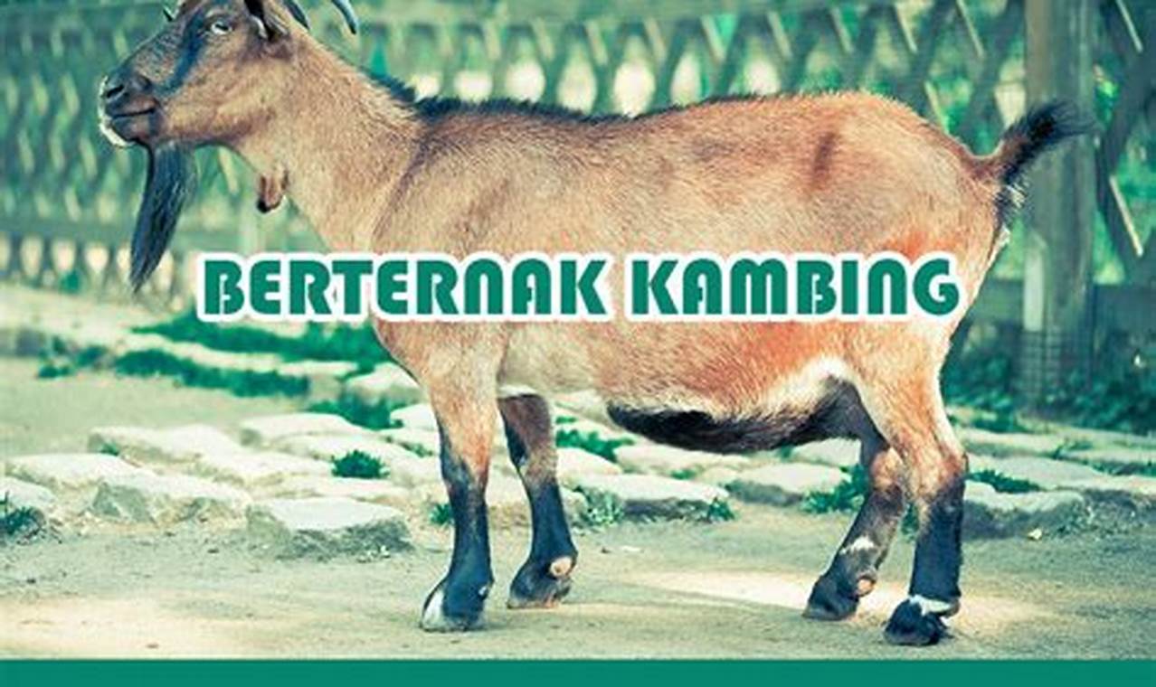 Panduan Lengkap Cara Beternak Kambing Etawa Tanpa Ngarit