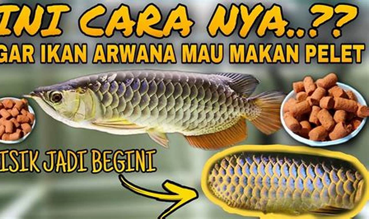 Rahasia Cara Kasih Makan Ikan Arwana, Temukan Tips Ajaib!