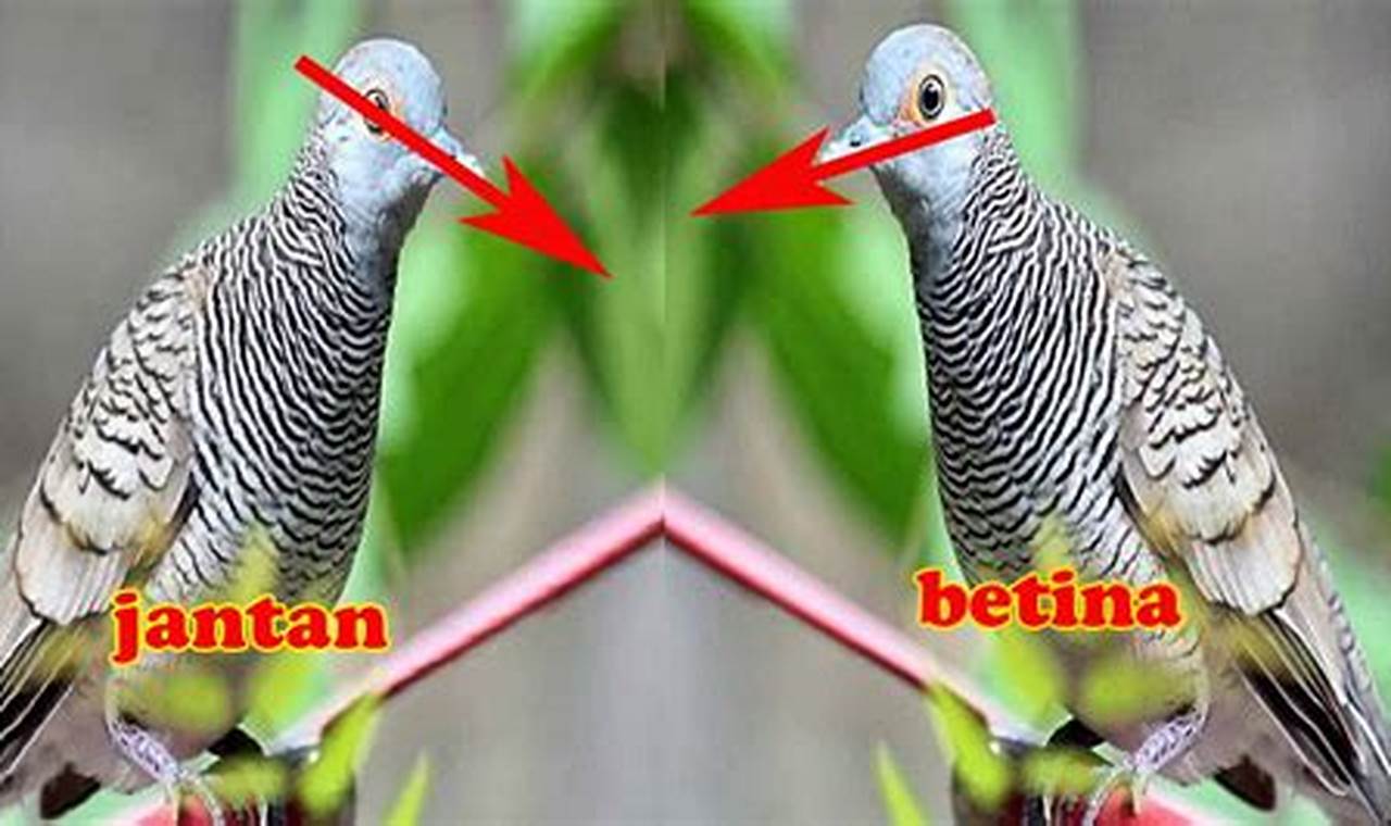 Cara Mudah Mengetahui Kelamin Burung Pleci