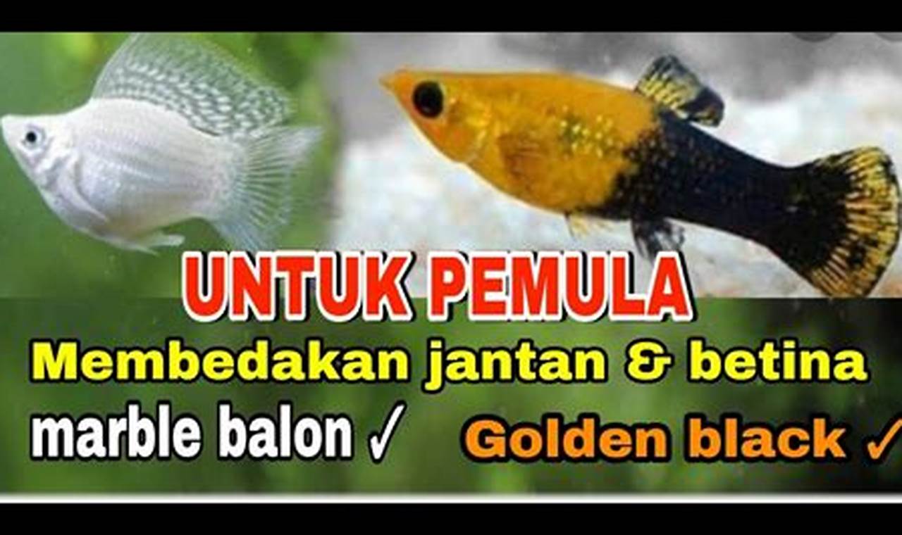 Rahasia Membedakan Jenis Kelamin Ikan Molly: Panduan Lengkap