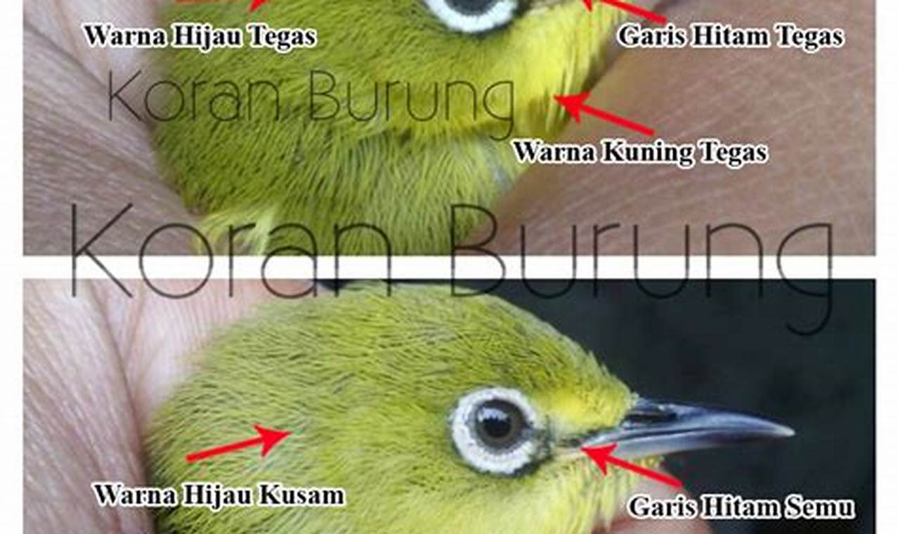 Panduan Lengkap: Cara Membedakan Burung Pleci Jantan dan Betina Ombyokan