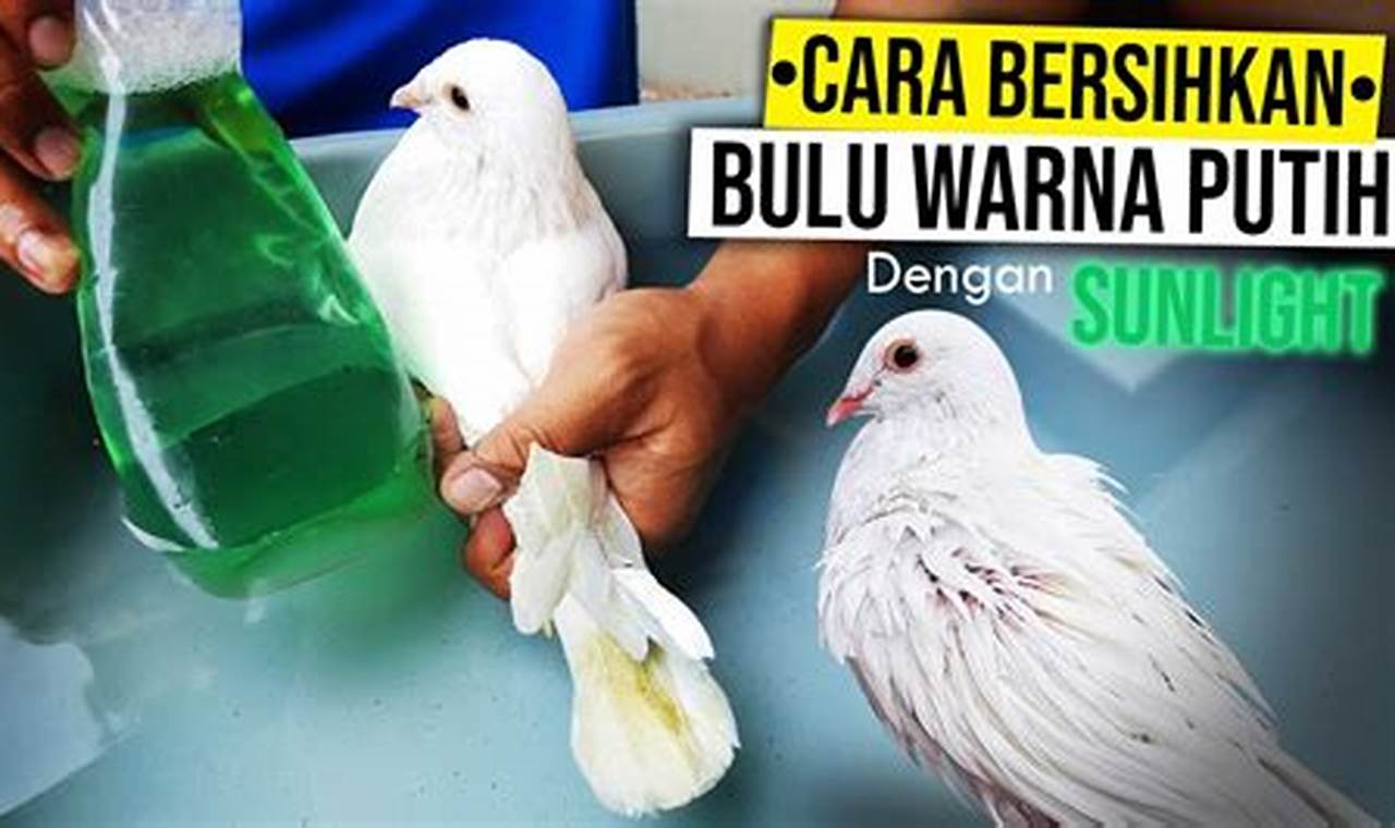 Langkah Mudah Membersihkan Bulu Merpati yang Kotor