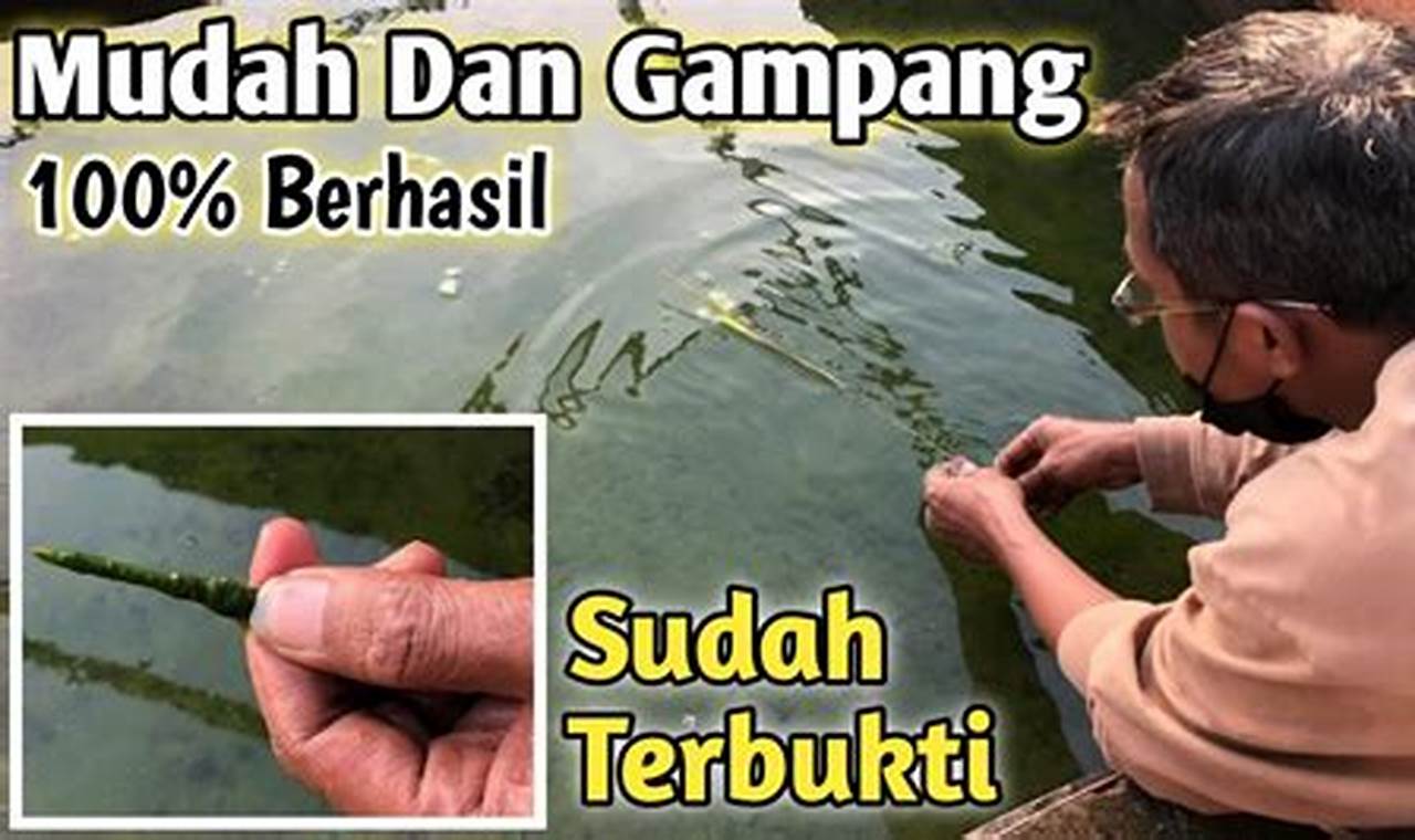 Rahasia Pembersihan Lumut Kolam Ikan Koi yang Tidak Terungkap