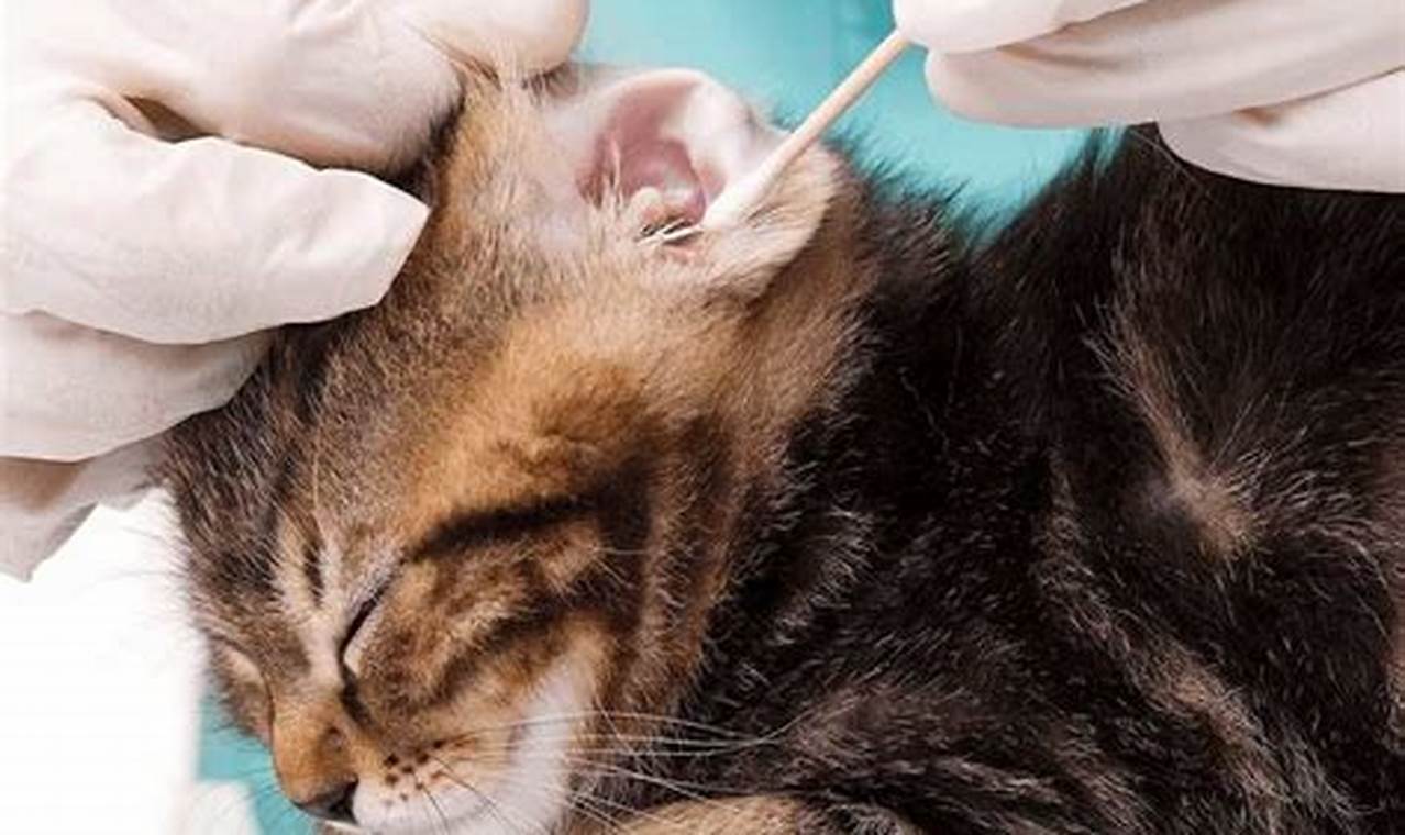 Panduan Lengkap Membersihkan Telinga Kucing untuk Kesehatan Telinga yang Optimal