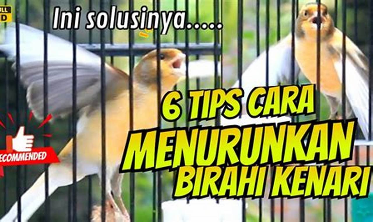 Cara Praktis Meningkatkan Birahi Burung Kenari