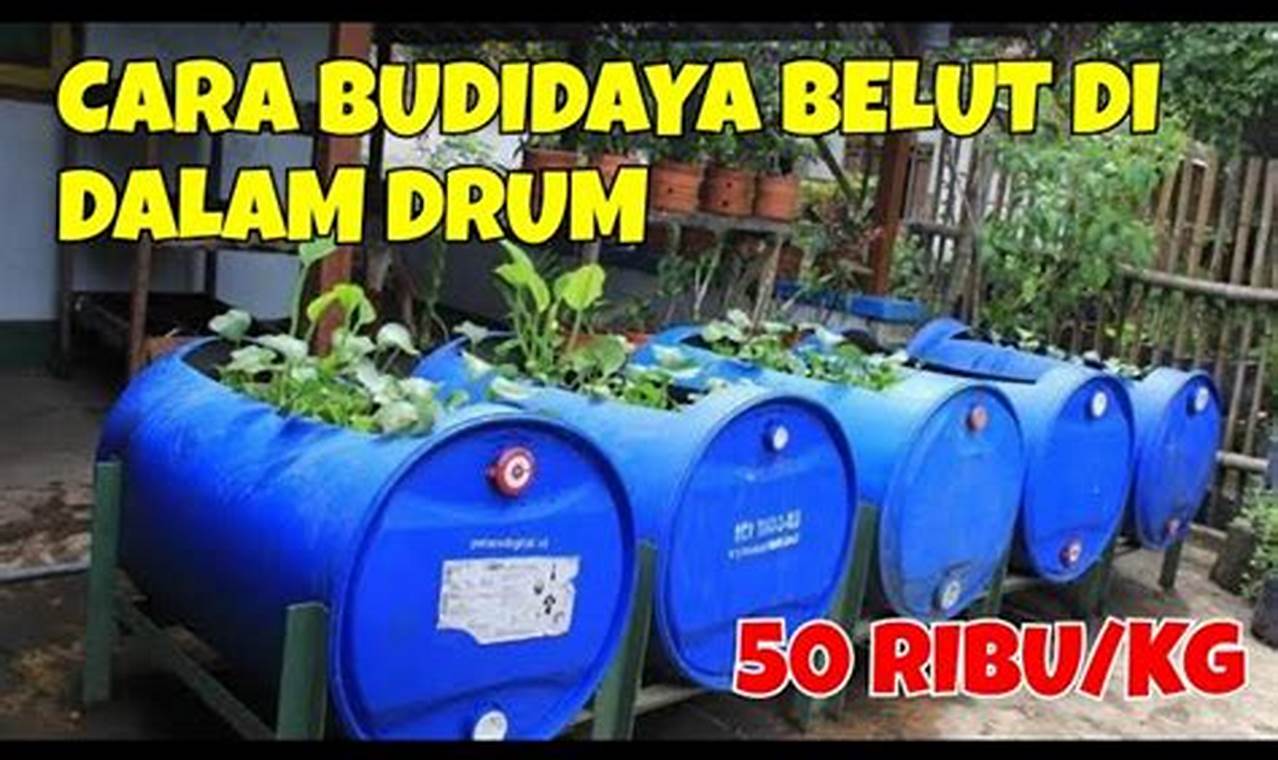 Panduan Step-by-Step Cara Membuat Drum untuk Ternak Belut