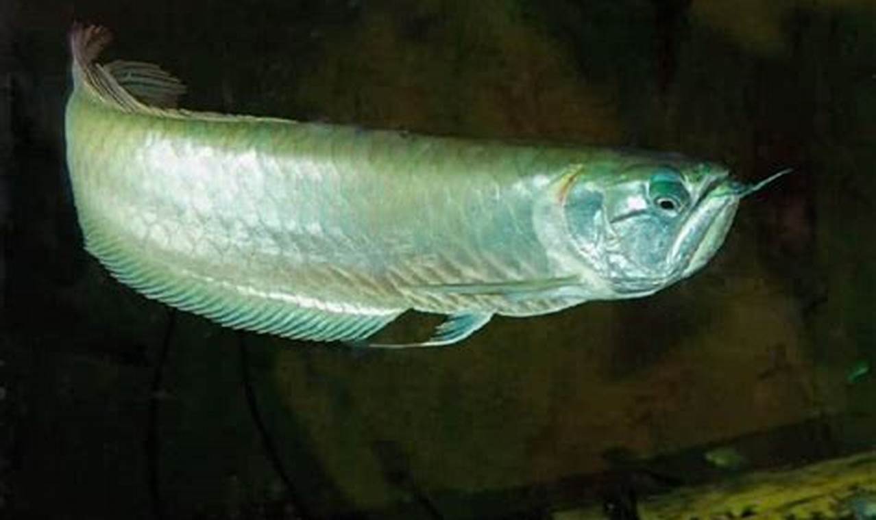 Rahasia Perawatan Ikan Arwana Silver: Panduan Lengkap untuk Pemula