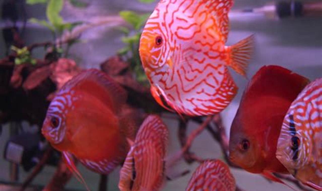 Rahasia Sukses Memelihara Ikan Discus di Aquascape, Dijamin Cantik!