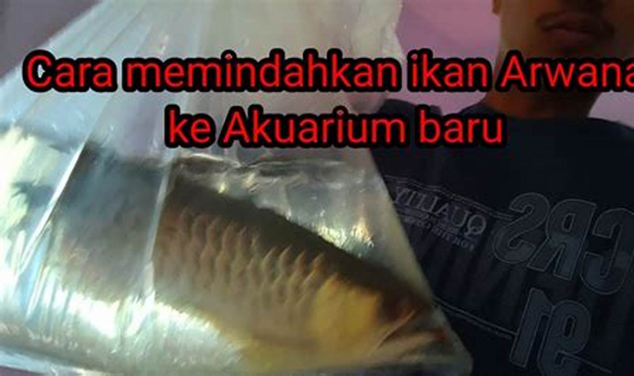 Panduan Rahasia Memindahkan Ikan Arwana ke Akuarium Baru!