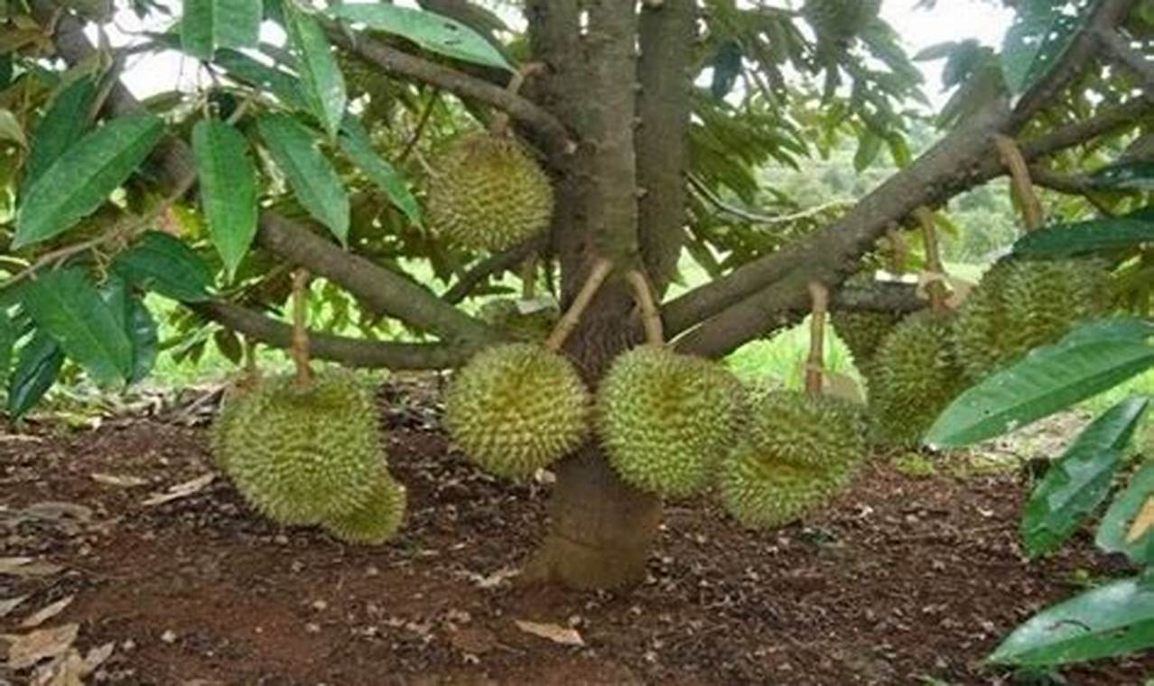 Cara Menanam Pohon Durian Dari Biji Agar Cepat Berbuah
