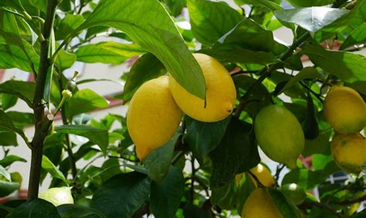 Cara Menanam Pohon Lemon